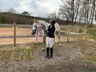 hästar Topponny för högre klasser - Annons 18