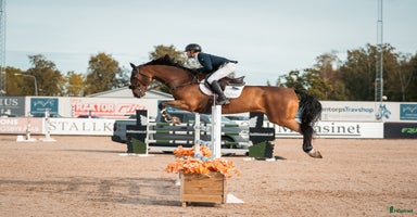  hästar Rutinerad häst passande Children/Junior/YR i Tranås - Annons 3