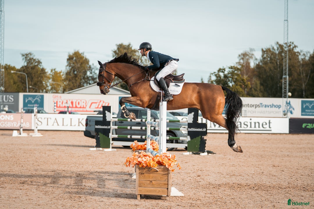 Hoppning hästar till salu: Rutinerad häst passande Children/Junior/YR i Tranås - Annons 2