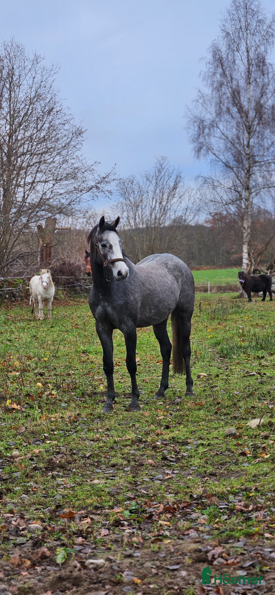  hästar Trevlig 4åring efter Dom perignon Z - Annons 1