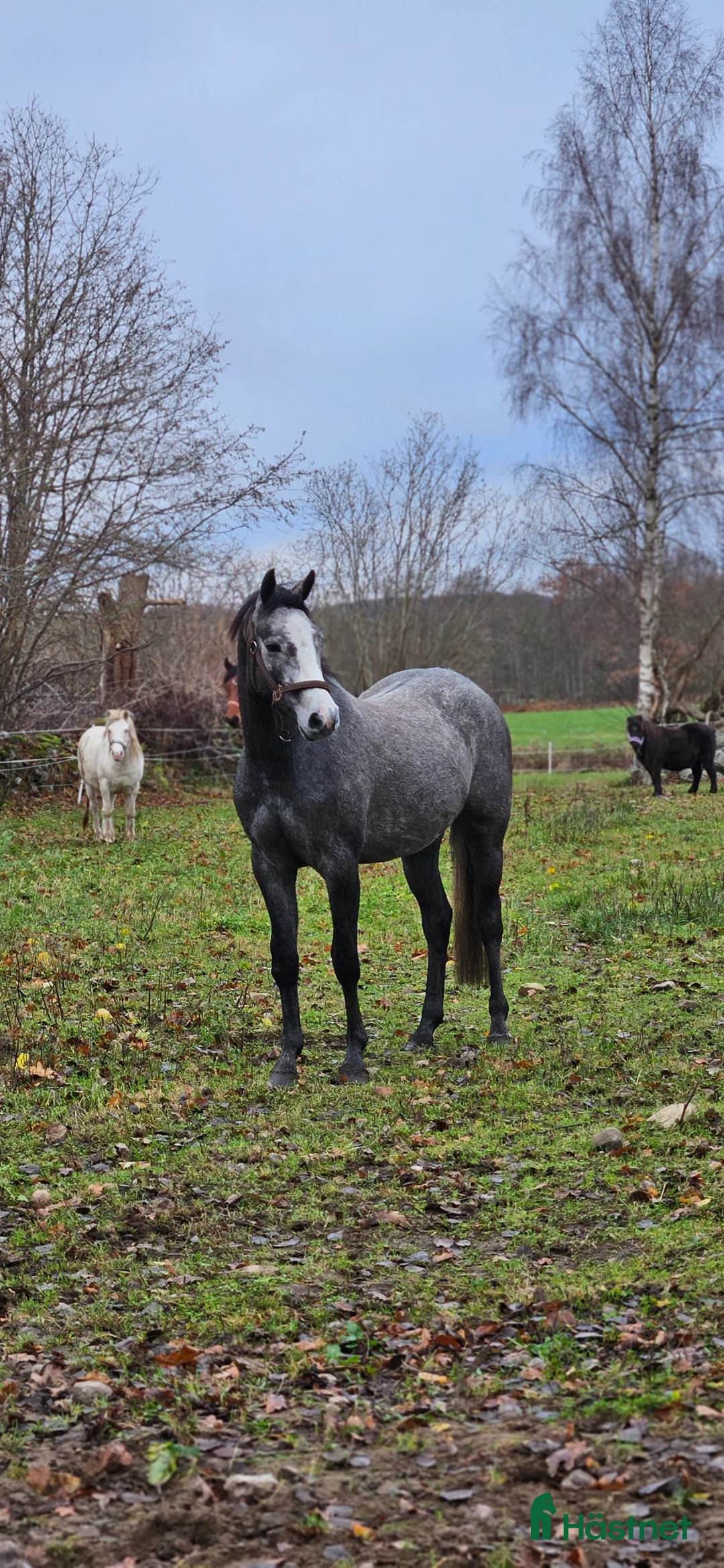 Allround hästar till salu: Trevlig 4åring efter Dom perignon Z - Annons 1