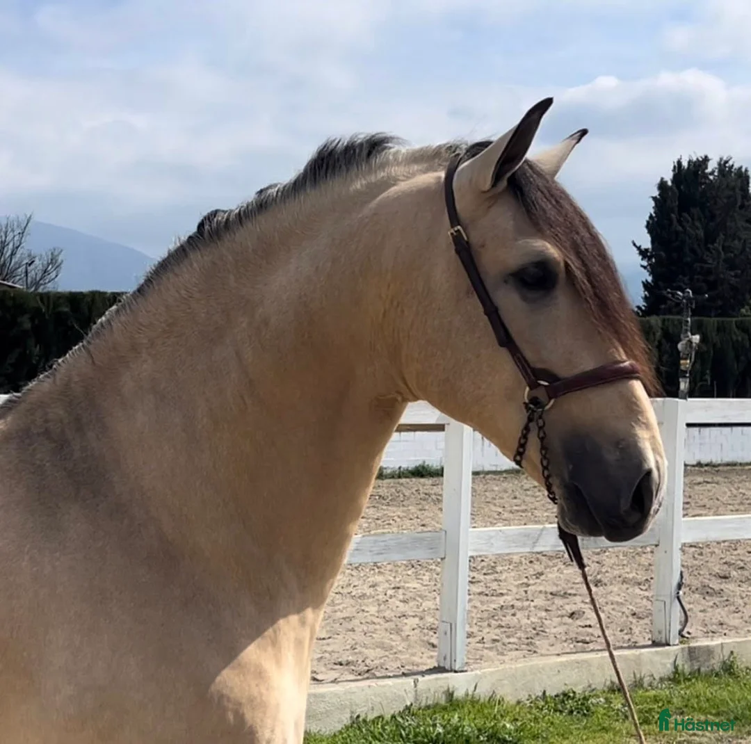 Barockt hästar till salu: PRE incredible big and baroque buckskin - Annons 2