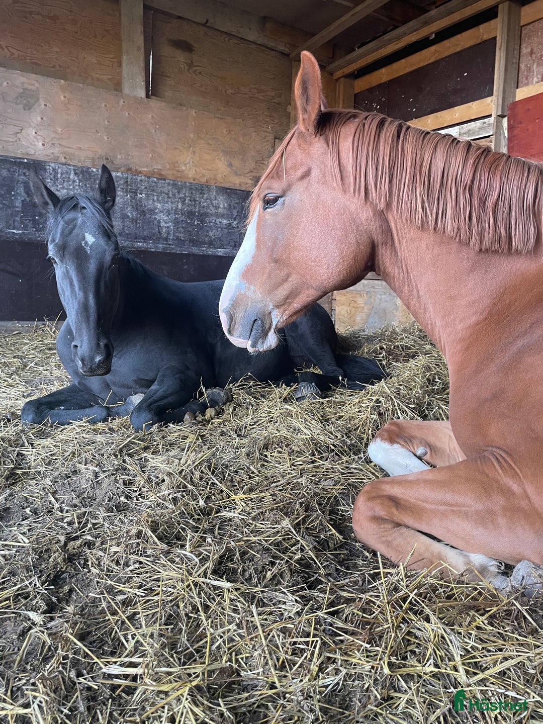 Allround hästar till salu: Socialt 4-årigt sto  i Axmar - Annons 7