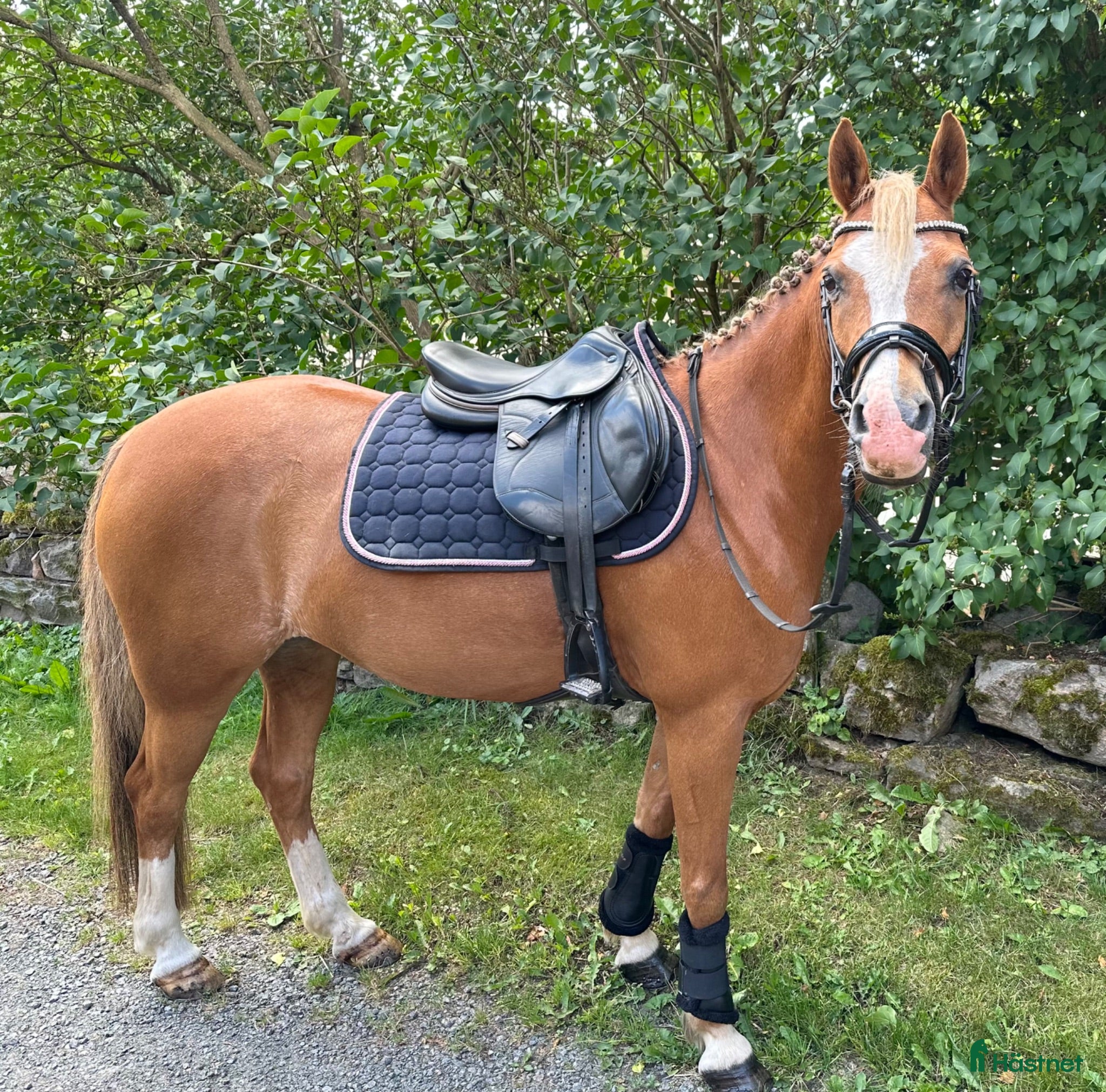 hästar Drömponny 🐴❤️ - Annons 4