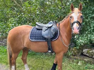 hästar Drömponny 🐴❤️ - Annons 4
