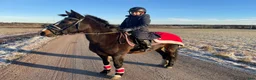 Allround hästar till salu: Mycket fin C-ponny - projekt - Annons 3
