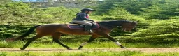 Allround hästar till salu: Beautiful Irish Thoroughbred - Annons 7