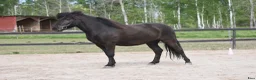 Island hästar till salu: Häftig valack  - Annons 9
