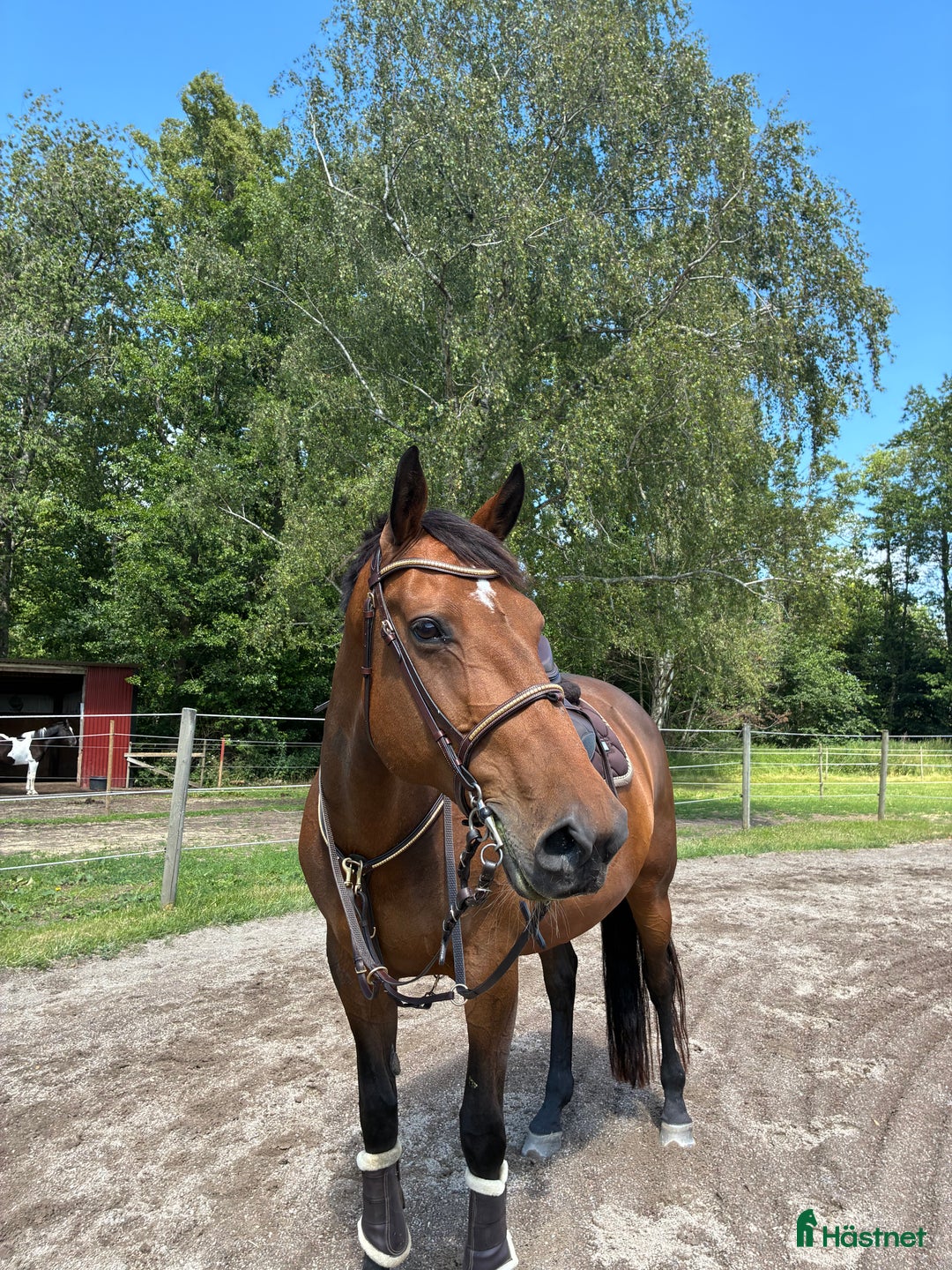 Allround hästar till salu: Fantastisk hobbyhäst i Vinninga - Annons 1