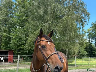 hästar Fantastisk hobbyhäst - Annons 4