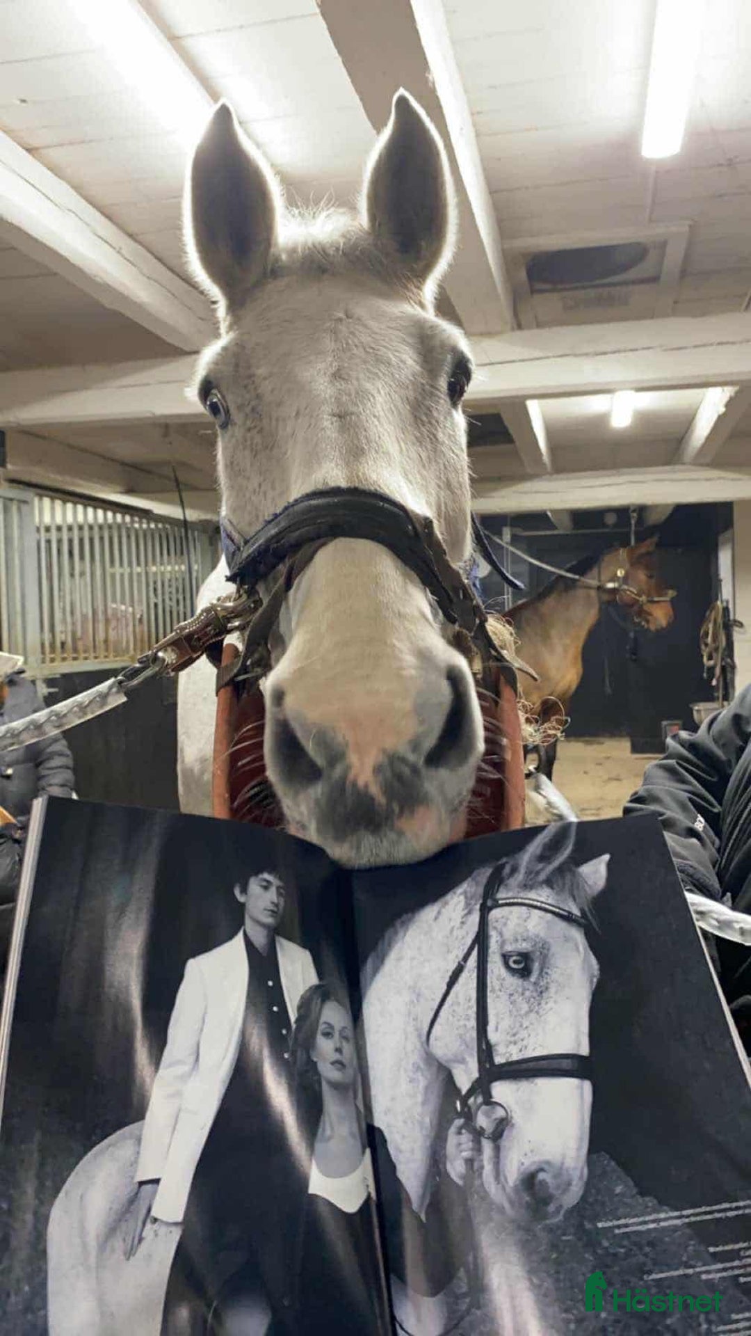 Övrigt hästar till salu: Iögonfallande bästis söker nya äventyr i Märsta - Annons 3