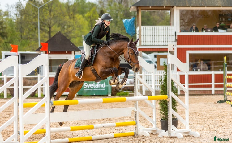  hästar i Borås - Annons 14