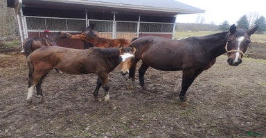  hästar i Uråsa - Annons 5