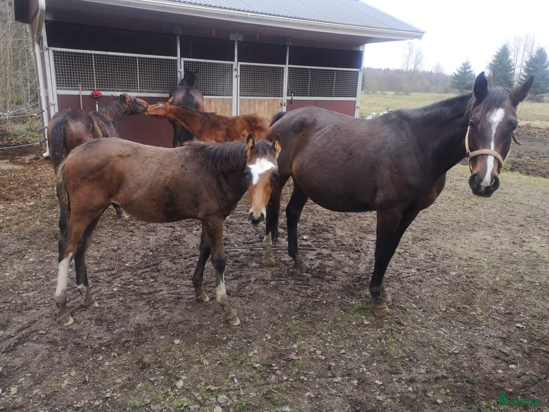 Hoppning hästar till salu: Avelssto i Uråsa - Annons 2