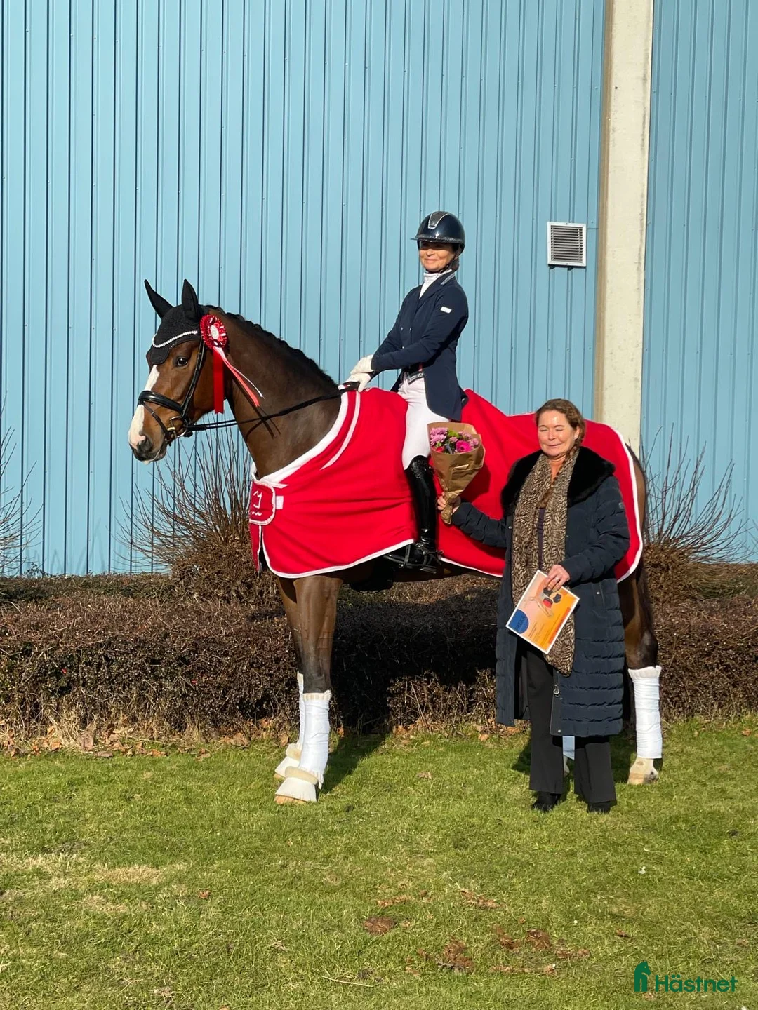 Dressyr hästar till salu: Gudesmuk hoppe, med meget kapacitet - Annons 2