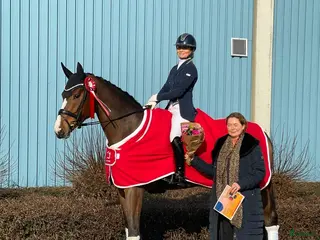 hästar Gudesmuk hoppe, med meget kapacitet - Annons 6