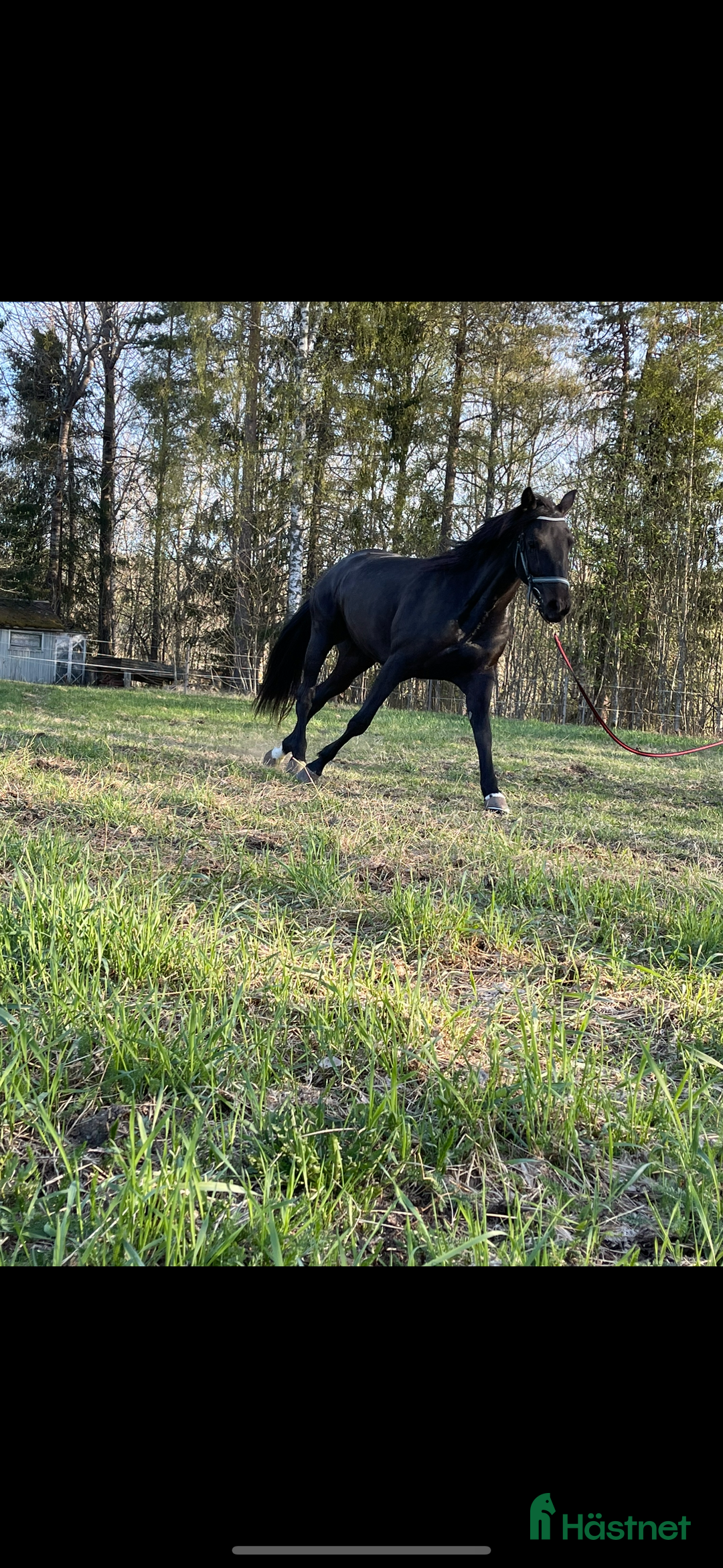 Sällskap hästar till salu: Sällskaps hästar säljes (mor och dotter) i Näsåker - Annons 10