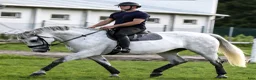Allround hästar till salu: Magic Silesian - perfect horse for everybody - Annons 11
