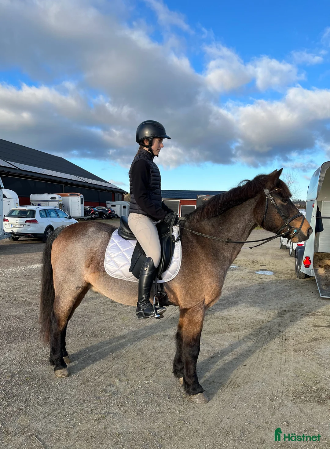 Allround hästar till salu: Läromästare  i Lindome - Annons 3