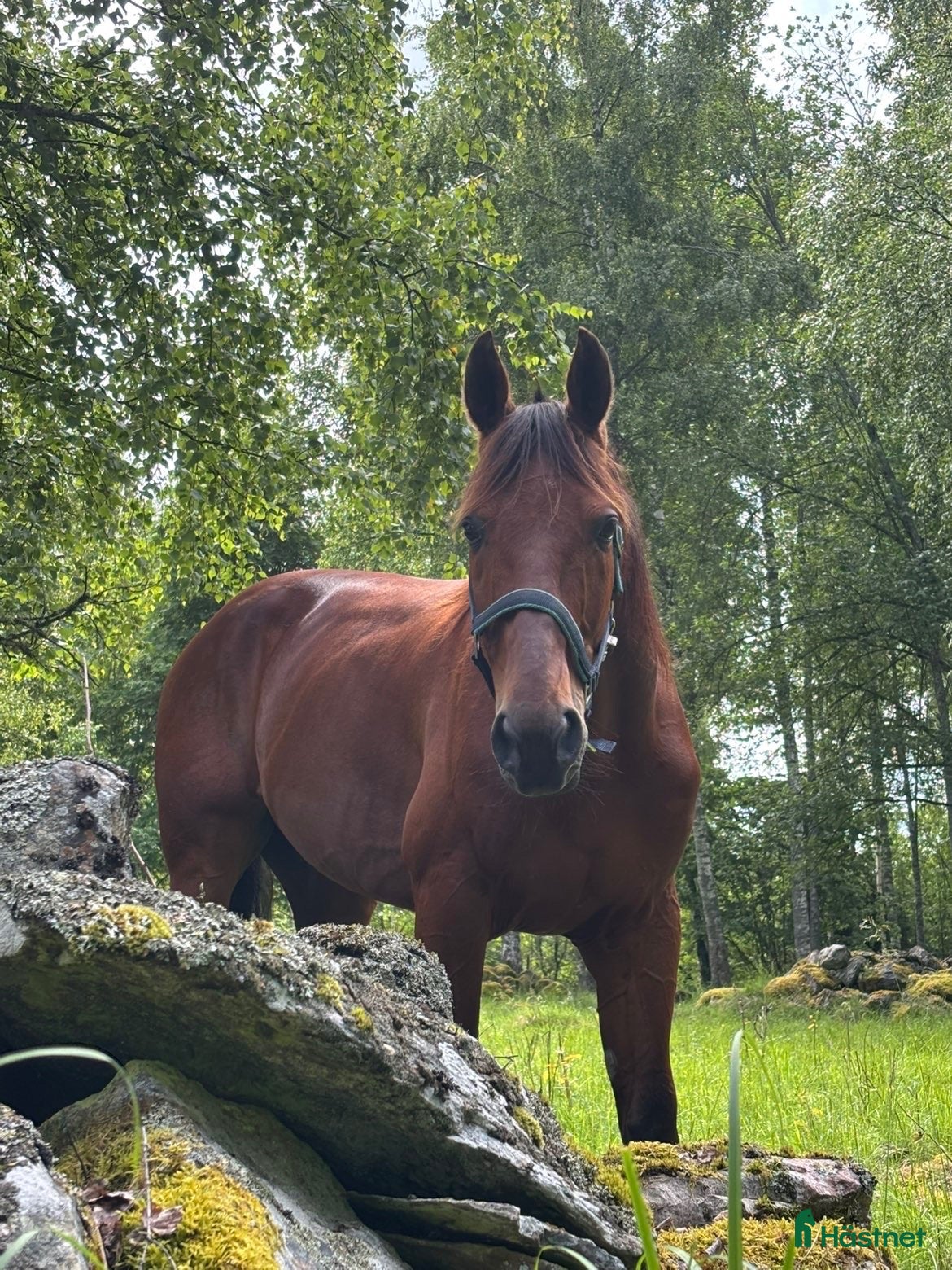  hästar Trygg och okomplicerad 9-årig varmblodsvalack - Annons 4