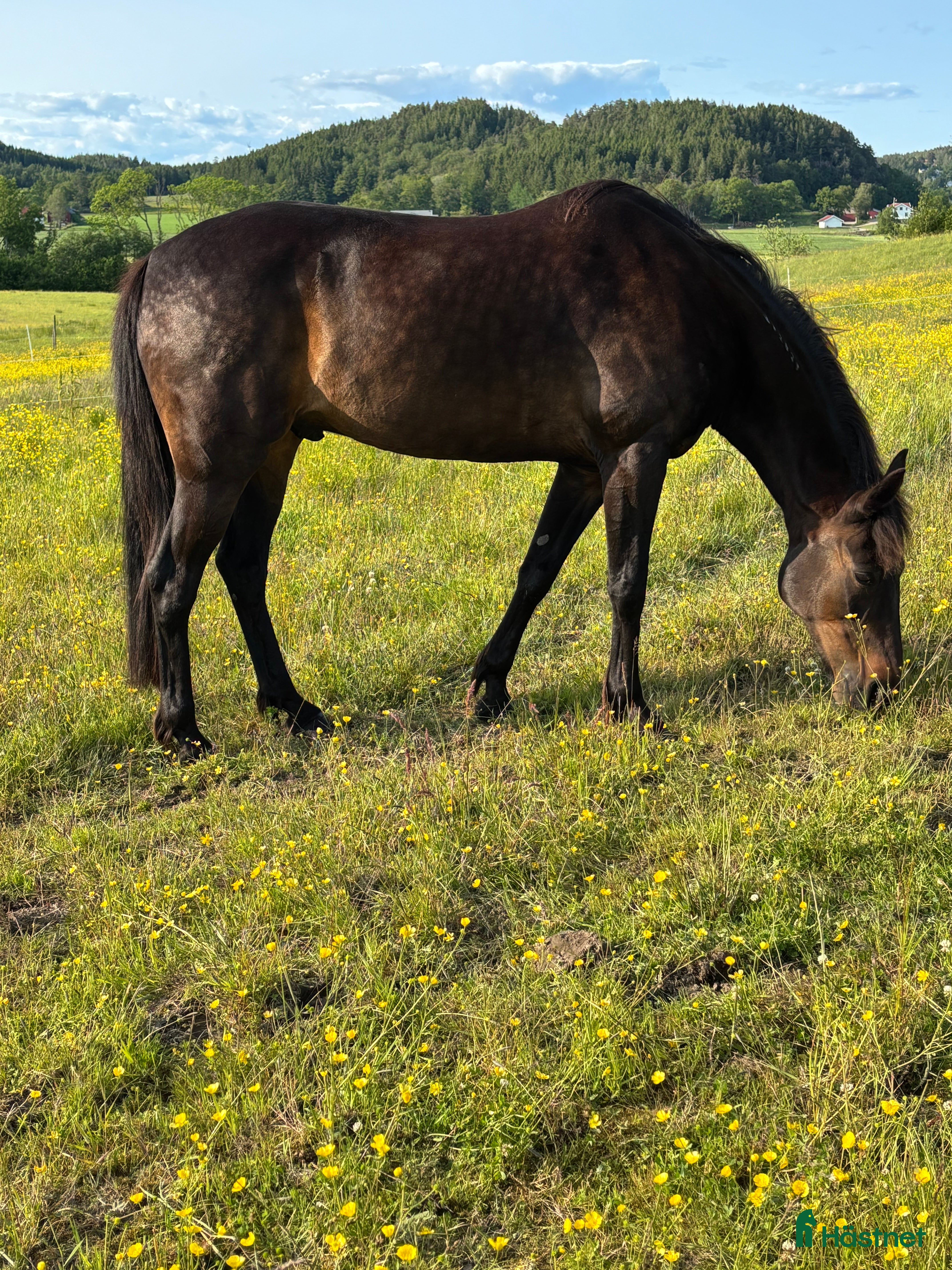  hästar Varmblod travare valack f.09 i Alafors - Annons 1