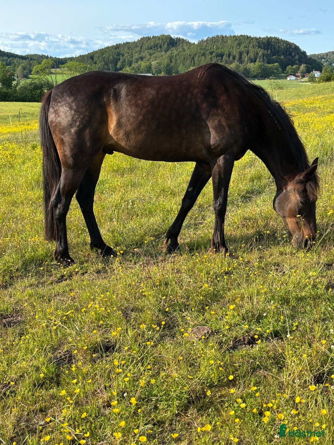 Sällskap hästar till salu: Varmblod travare valack f.09 i Alafors - Annons 1