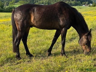 hästar Varmblod travare valack f.09 i Alafors - Annons 1