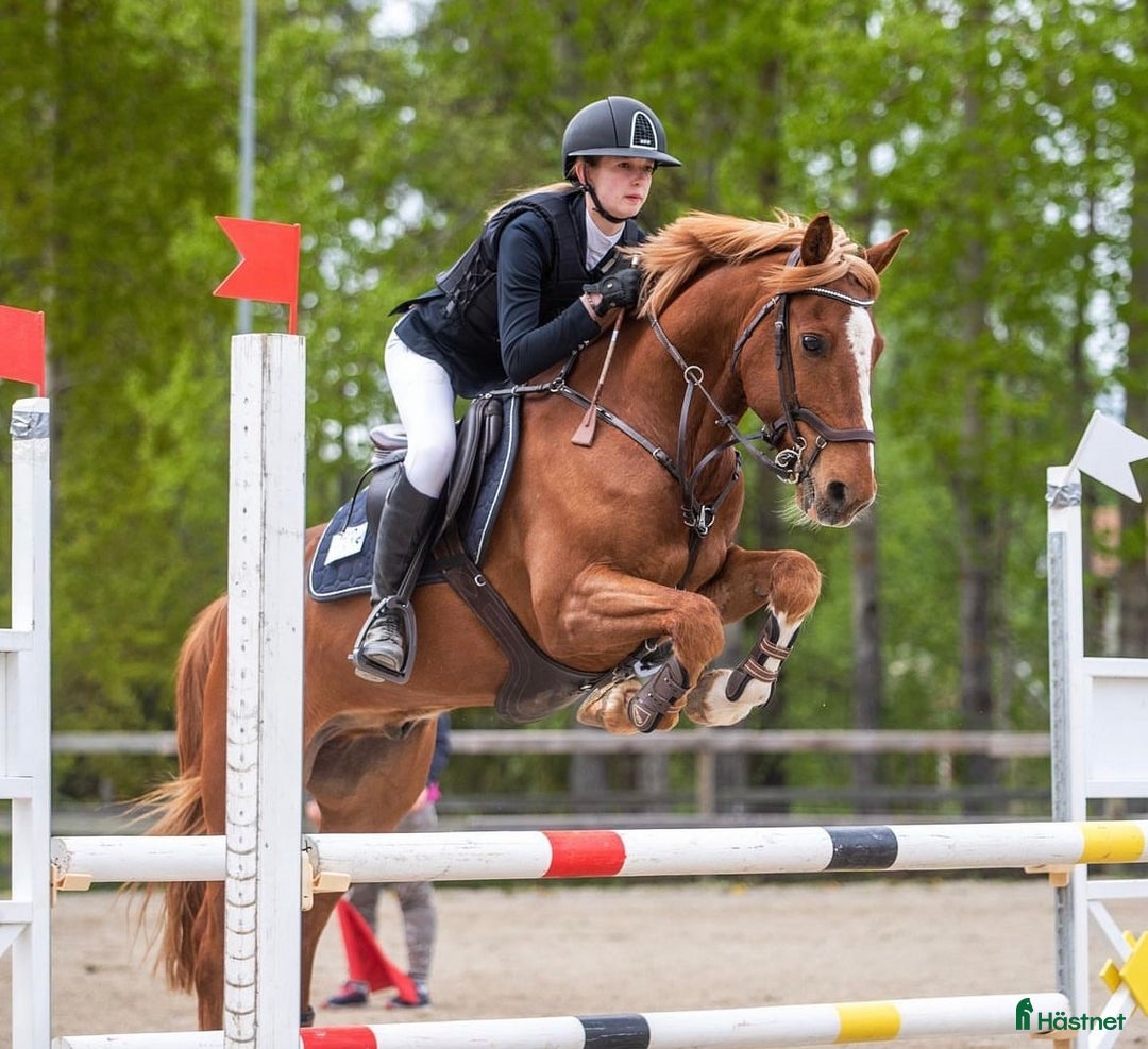 Hoppning hästar till salu: Ponny med ett hjärta av guld! i Sundsvall - Annons 1