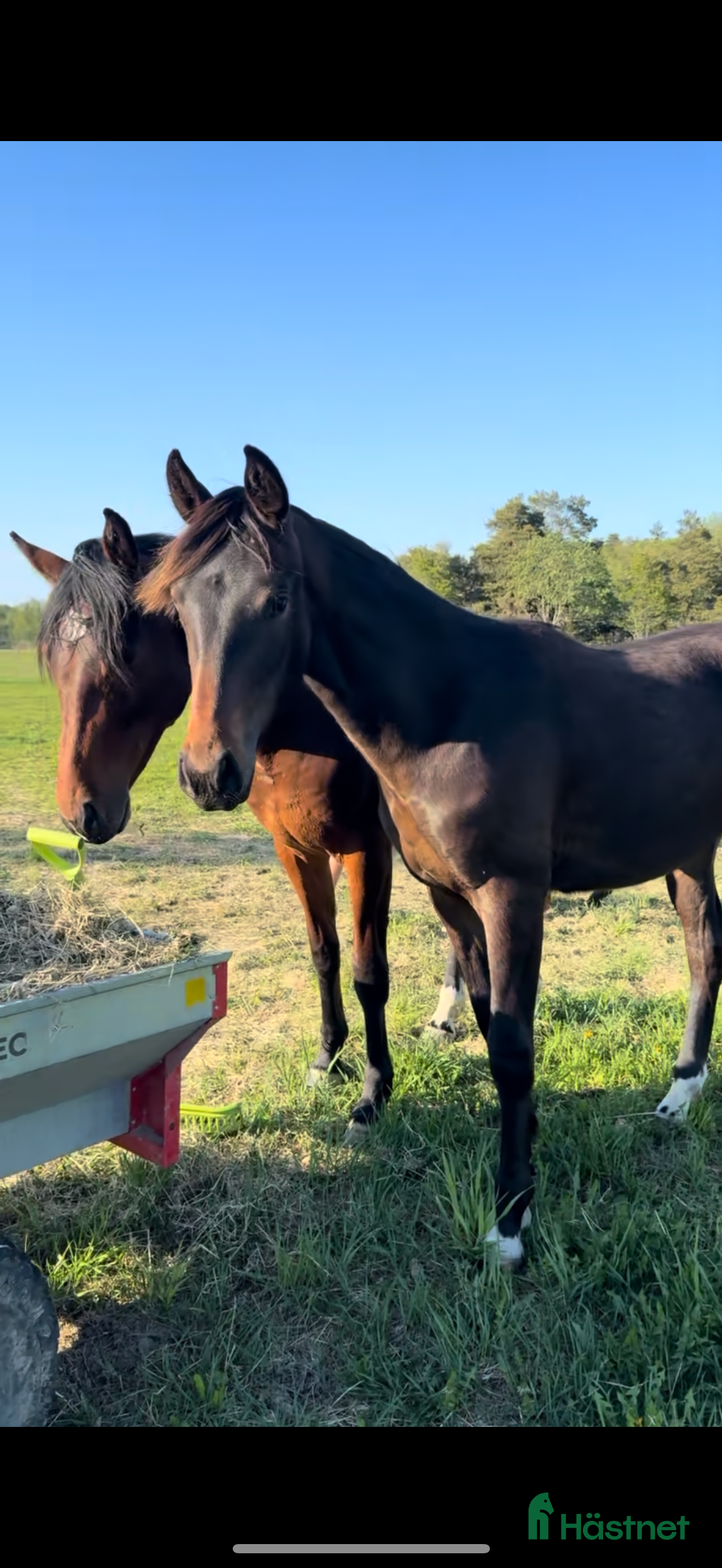 Dressyr hästar till salu: Fantastiskt 3 års sto - Annons 2