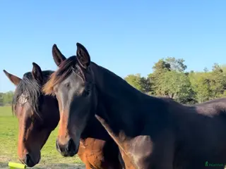 Dressyr hästar till salu: Fantastiskt 3 års sto - Annons 2