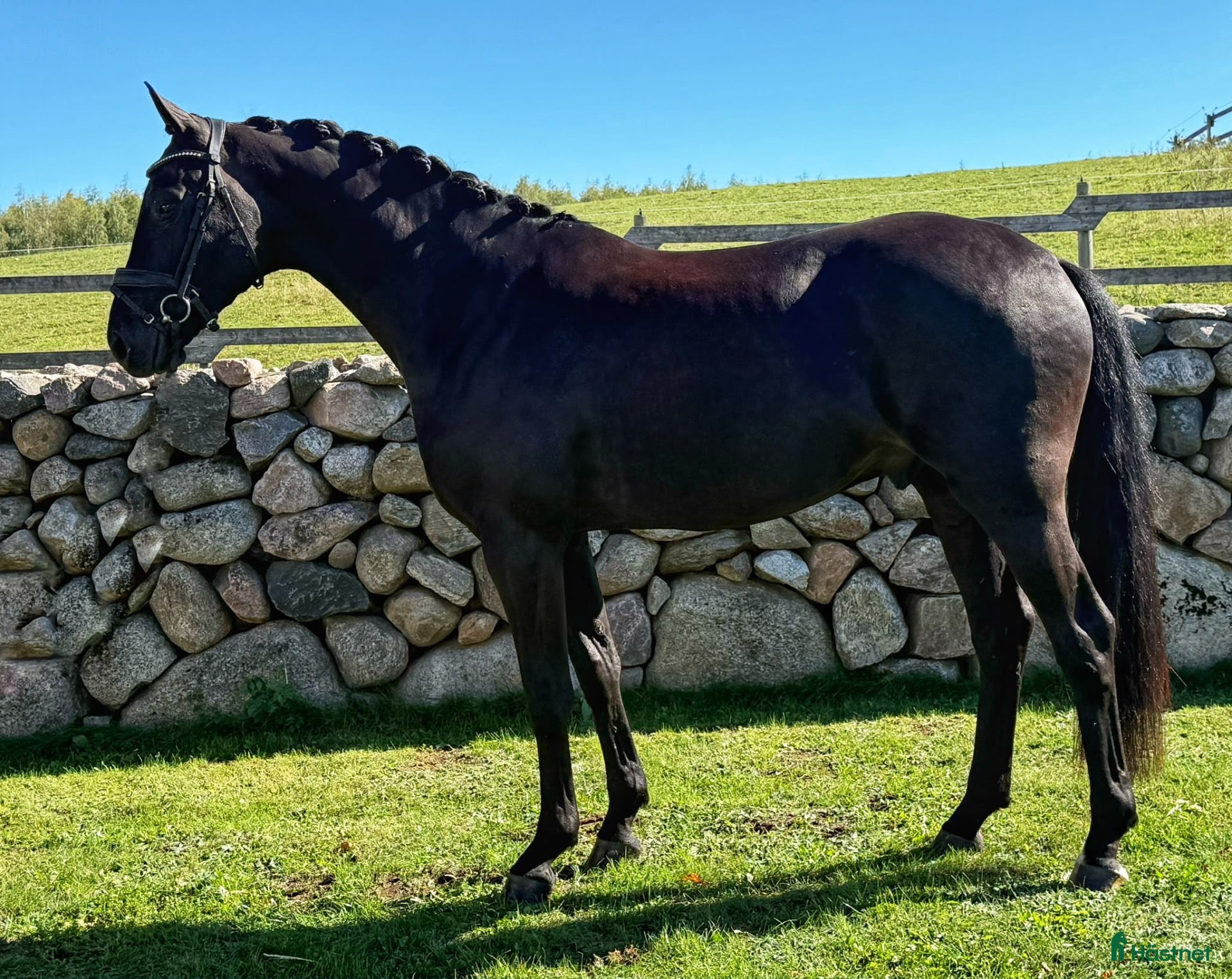  hästar Lovande Dressyrvalack e. Don Romance! - Annons 18