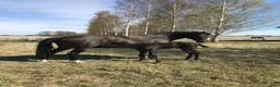 Avelshästar hästar till salu: Vacker svart hingst  - Annons 2