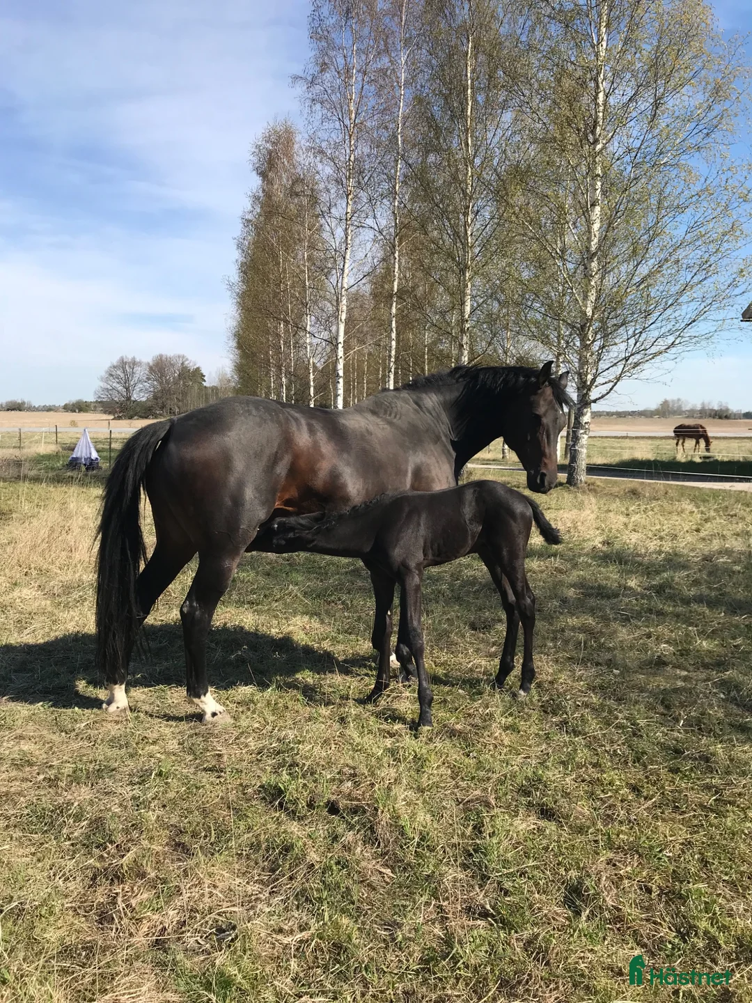 Avelshästar hästar till salu: Vacker svart hingst  - Annons 2
