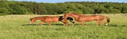 Hoppning hästar till salu: He.Ro Stud SUMMER SALE ! - Annons 19