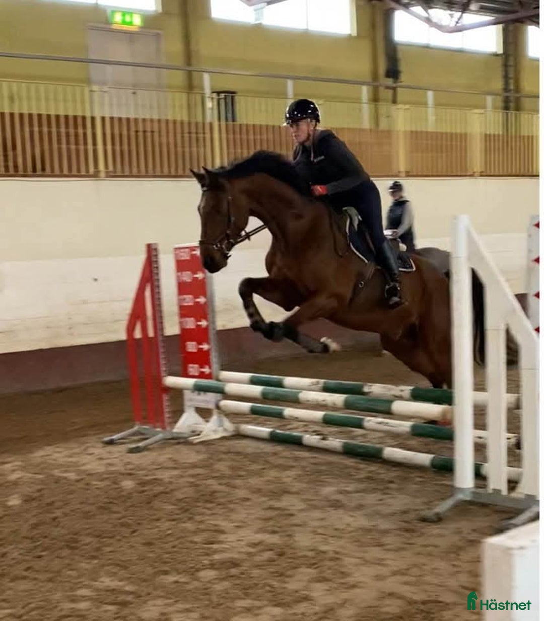 Hoppning hästar till salu: SWB valack söker ryttare i Skövde - Annons 1