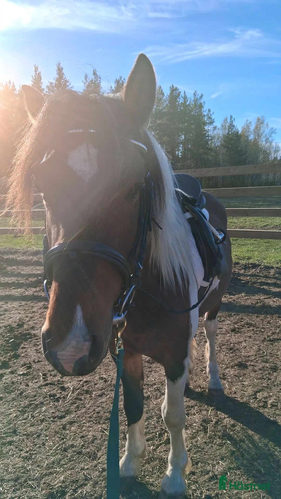 Allround hästar till salu: Jätte snäll skogsmulle D ponny - Annons 1