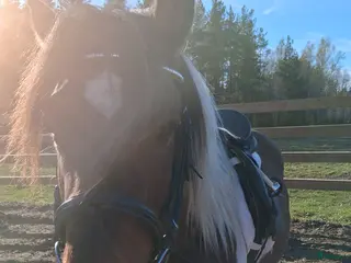 hästar Jätte snäll skogsmulle D ponny - Annons 3