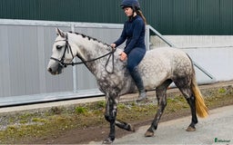 Hoppning hästar till salu: Selection of Irish ponies i Ljungby - Annons 20