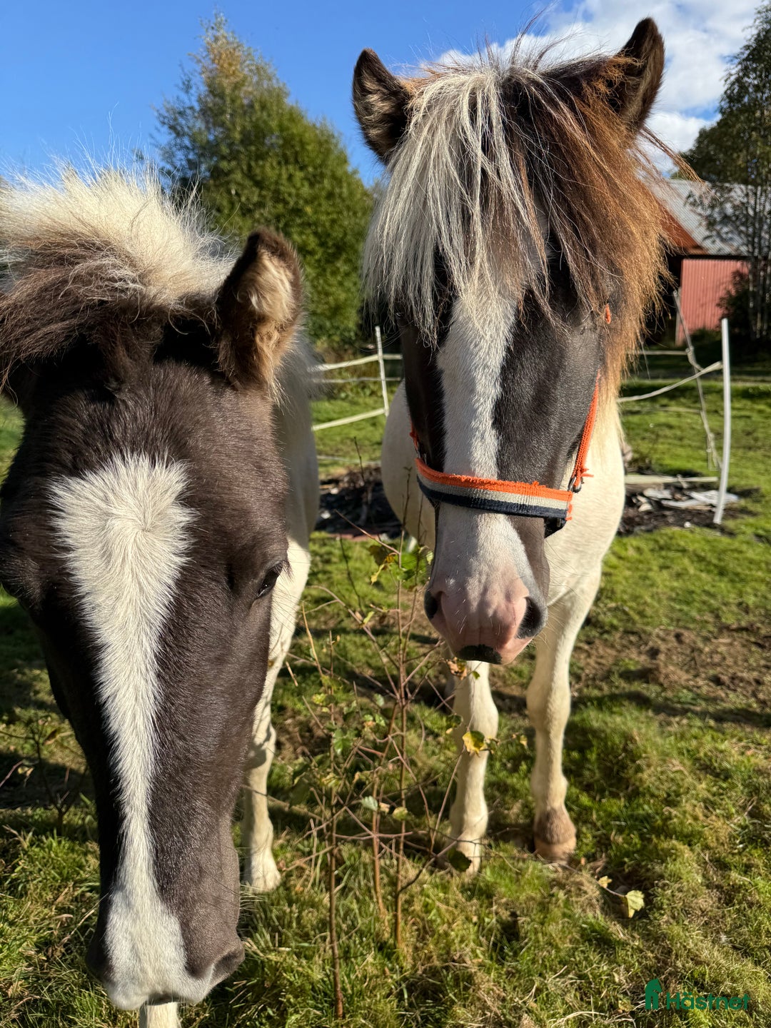 Island hästar till salu: Två unghingstar, projekt för framtiden!  i Ullared - Annons 2