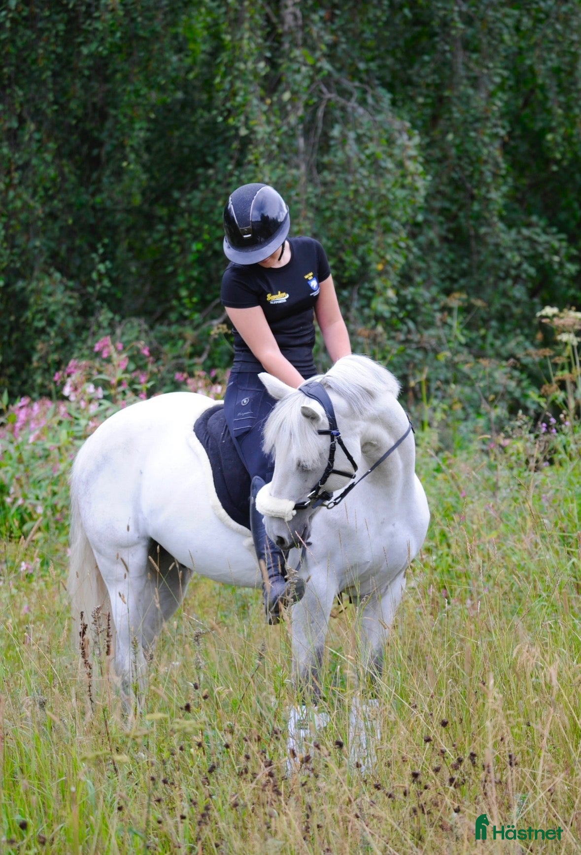  hästar Din nya bästa vän - Annons 8