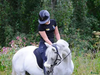 hästar Din nya bästa vän - Annons 8