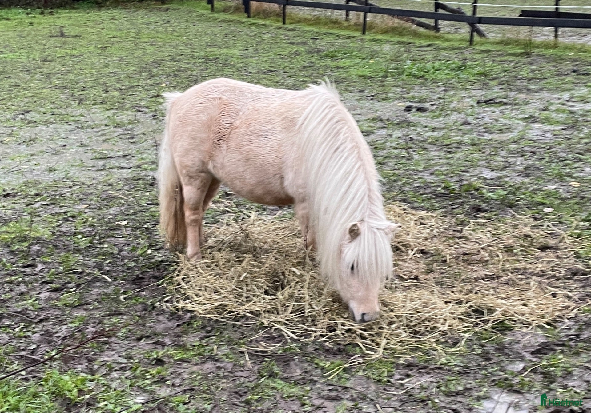  stallplats Boxplats i Upplands Väsby gränsen mot Täby  - Annons 2