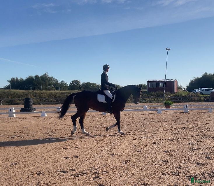  hästar Välriden allroundhäst - stark i dressyren - Annons 3