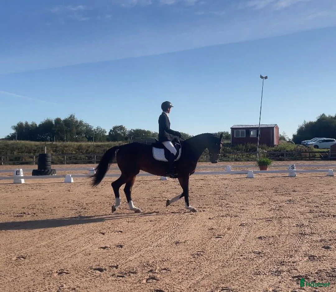 Allround hästar till salu: Välriden allroundhäst - stark i dressyren i Tvååker - Annons 1