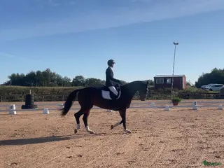 hästar Välriden allroundhäst - stark i dressyren - Annons 3