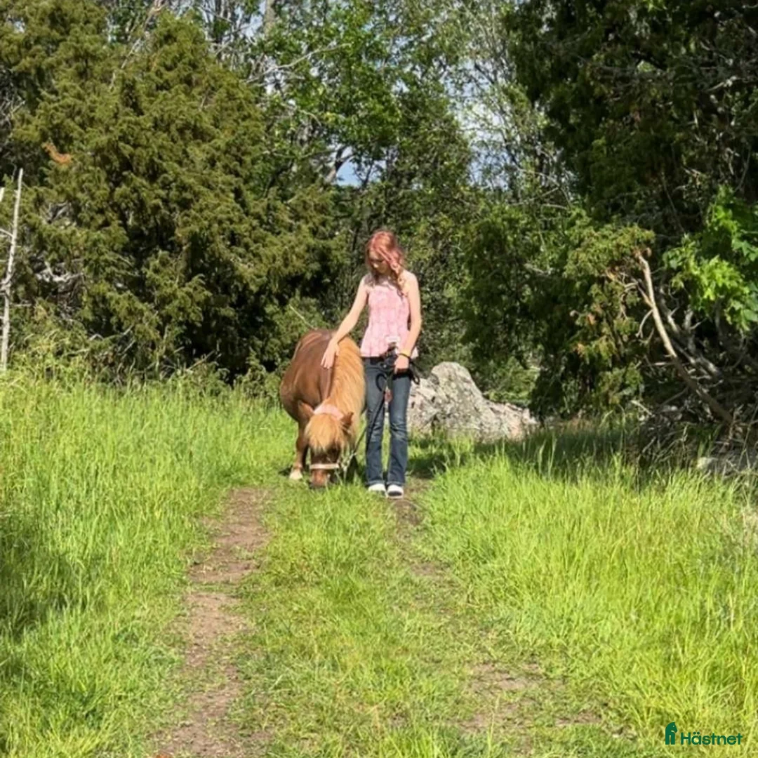  medryttarhäst sökes: Söker medryttarhäst i Eskilstuna - Annons 1