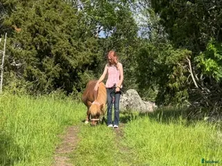 medryttarhäst sökes: Söker medryttarhäst - Annons 1