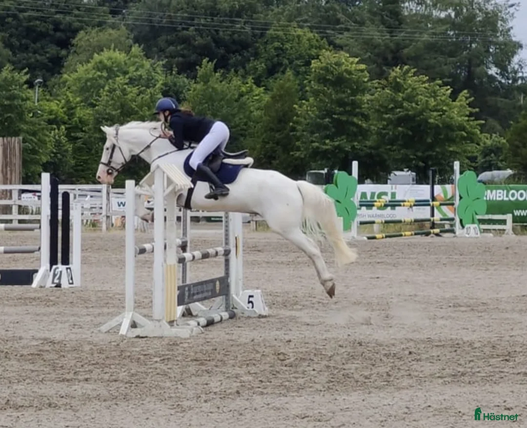 Hoppning hästar till salu: Potential top track pony  i Madrid - Annons 6