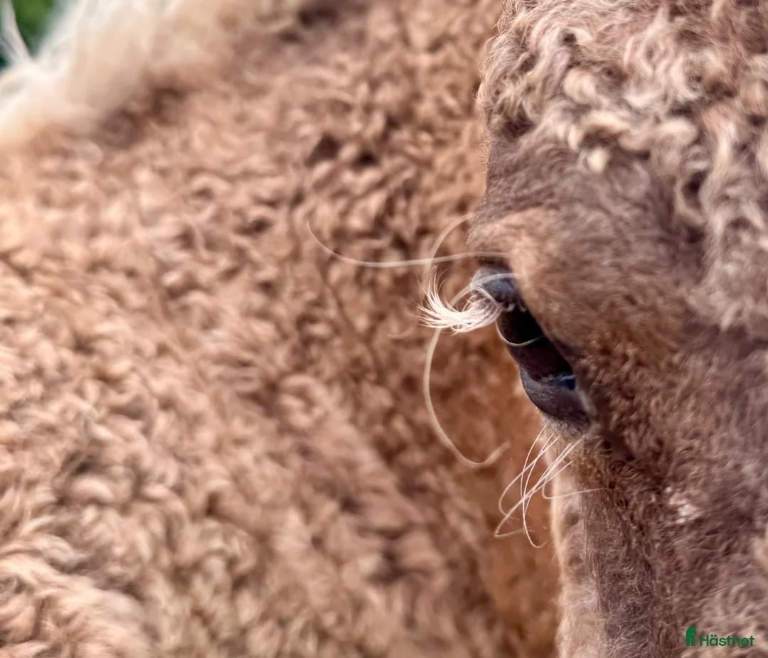 Avelshästar hästar till salu: Beautiful mini curly filly  i Ekshärad - Annons 4