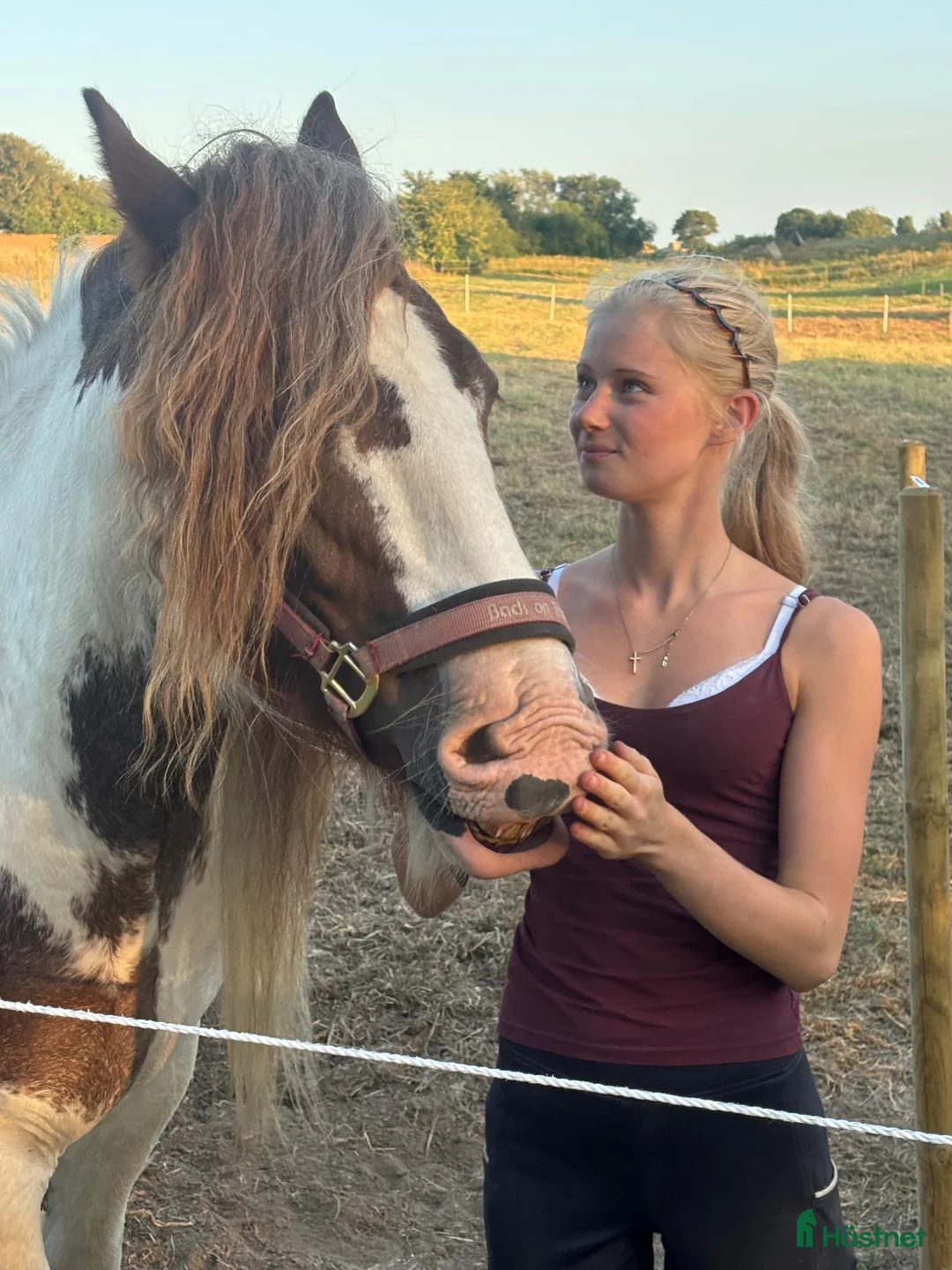 Allround hästar till salu: Trevligt irish cob till Avel/hobbyridning - Annons 2
